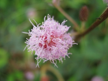 Makahiya Flower
